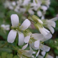 ヤマハタザオ属 春 小さな白い４弁花
