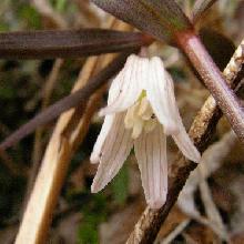 ホソバナコバイモ