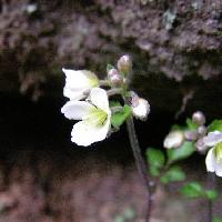 タネツケバナ属 春 小さな白い花