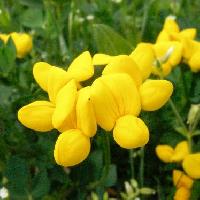 ミヤコグサ属 春～夏 黄色い花