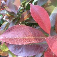 カナメモチ属 新しい葉は赤い倒卵形 互生 全縁