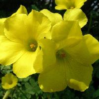 カタバミ属 春夏秋　黄色い花