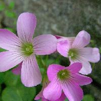 カタバミ属 春夏 小さなピンクの花