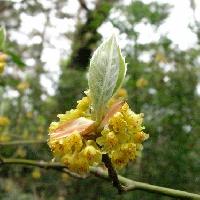 クロモジ属 春 黄緑色の花