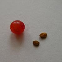 スイカズラ属 赤い実には扁平な楕円形の種子が２個入っている