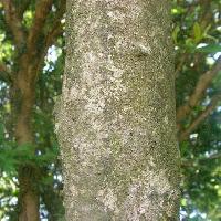 トネリコ属 樹皮は灰褐色