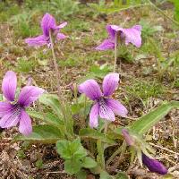 スミレ属 ノジスミレ