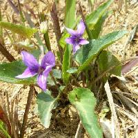 スミレ属 ヒメスミレ