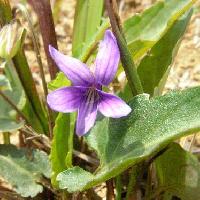 スミレ属 春 紫色
花弁の幅が狭い