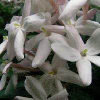 ソケイ属 晩春 強い芳香を持つ白い花