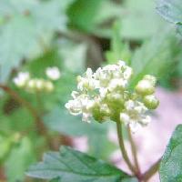 ウワバミソウ属 春 極小さな白い花