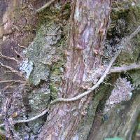 イワガラミ属 樹皮は赤茶褐色 付着根で岩や他の木にしがみつく