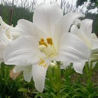 ユリ属 初夏 ラッパのような白い花