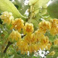 シナノキ属 初夏 小さな黄からクリーム色の花