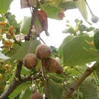シナノキ属 秋　茶褐色に熟す球形の実