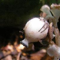 ギンリョウソウ属 初夏 球形の白い実