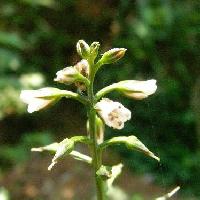 オカトラノオ属 初夏 小さくて目立たない白い花