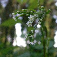 ミツバ属 初夏 極小さい白い花