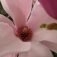 モクレン属 晩春 ピンクの花