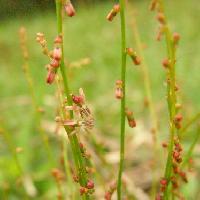 アリノトウグサ属 夏 極小さい赤茶色の花
