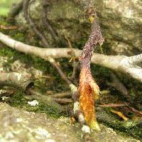 シノブ科 黒褐色の根茎
新しい部分は淡褐色の鱗片を密生