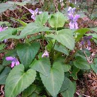 スミレ属 コスミレ