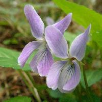 スミレ属 初春 薄紫 小さな花
舌弁と側弁に紫条 側弁は無毛