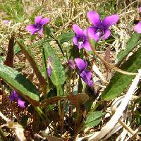 スミレ属 ホウフスミレ