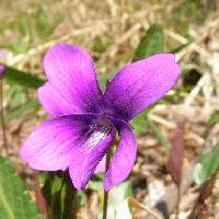スミレ属 春 紫色 小さな花