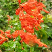 アキギリ属 夏～秋 赤い花を塔状につける