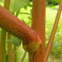 ツナソ属 若い茎は緑色も成熟すると赤みを帯びる