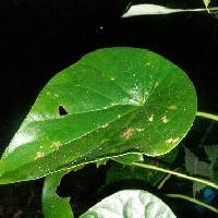 ハスノハカズラ属 卵形全縁互生　葉柄の付き方がハスの葉に似ている