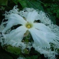 カラスウリ属 夏 花びらの先端が細くさけた白い雄花