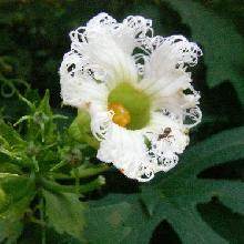 モミジカラスウリ