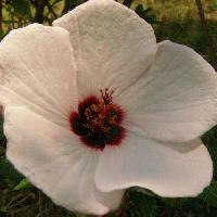 ボンテンカ属 夏 中心部は赤褐色の白い花