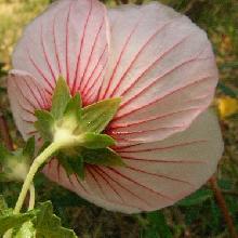 ヤノネボンテンカ