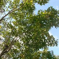 ケンポナシ属 ケンポナシ