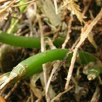 クモキリソウ属 偽鱗茎 濃い緑色