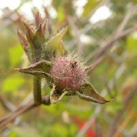サツマイモ属 秋 茶 球
毛が生えている