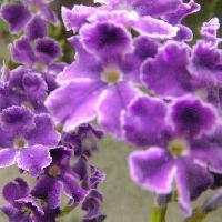 タイワンレンギョウ属 夏 青紫色