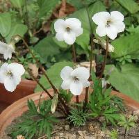 スミレ属 ヒゴスミレ