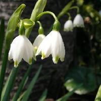 オオマツユキソウ属 春 スズランに似た花弁の先端付近が緑色の白い花