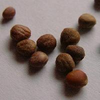 ダイコン属 初夏 茶色
アブラナ科の種子としては大粒
