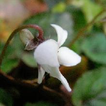 コミヤマスミレ