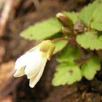 タネツケバナ属 初春 小さな白い花