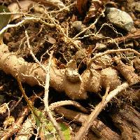ハシリドコロ属 トコロに似た根茎