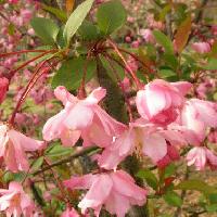 リンゴ属 春 ピンク
花柄が長く枝垂れる