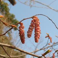 クマシデ属 初春 赤褐色の雌花
花穂は尾状に垂れ下がる