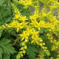 マンネングサ属 晩春
小さな黄色い花を四方に伸ばした茎に並んで付ける