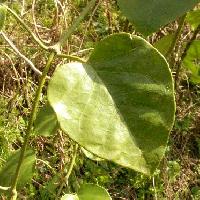 キジョラン属 全縁 広卵形からハート型 対生
厚くてやや光沢のある葉